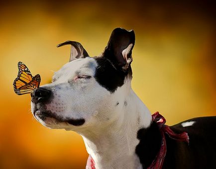 20 Fotografiile animalelor cu fluturi pe nas, forțând să creadă într-un basm