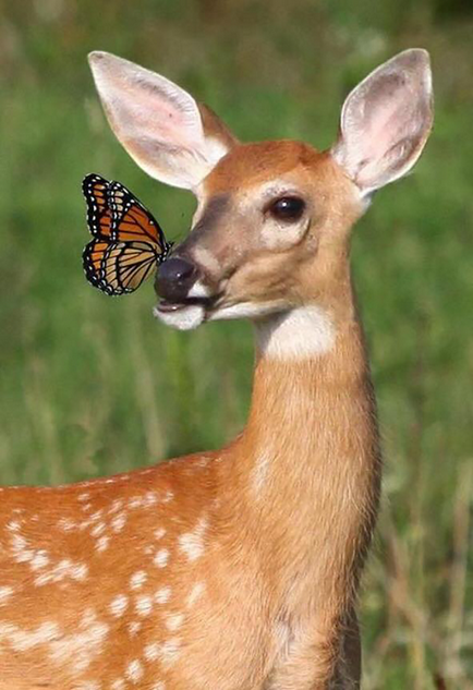 20 Фотографій тварин з метеликами на носі, які змушують повірити в казку