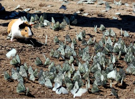 20 Fotografiile animalelor cu fluturi pe nas, forțând să creadă într-un basm