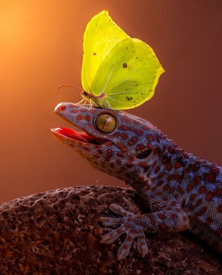 20 Fotografiile animalelor cu fluturi pe nas, forțând să creadă într-un basm