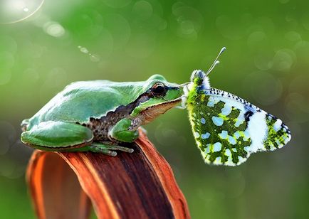 20 Fotografiile animalelor cu fluturi pe nas, forțând să creadă într-un basm