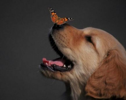 20 Fotografiile animalelor cu fluturi pe nas, forțând să creadă într-un basm