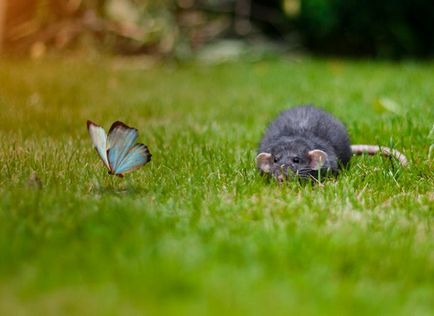 20 Fotografiile animalelor cu fluturi pe nas, forțând să creadă într-un basm