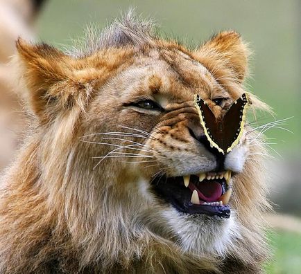 20 Фотографій тварин з метеликами на носі, які змушують повірити в казку