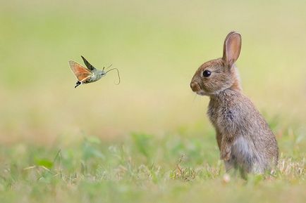 20 Фотографій тварин з метеликами на носі, які змушують повірити в казку