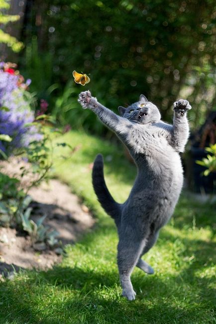 20 Fotografiile animalelor cu fluturi pe nas, forțând să creadă într-un basm