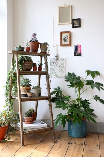 20 Оригінальних ідей, як прикрасити будинок за допомогою кімнатних рослин