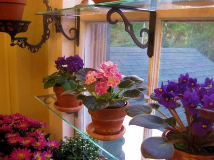 20 Оригінальних ідей, як прикрасити будинок за допомогою кімнатних рослин
