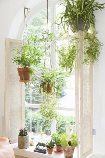 20 Idei originale despre cum să decorezi o casă cu plante de interior