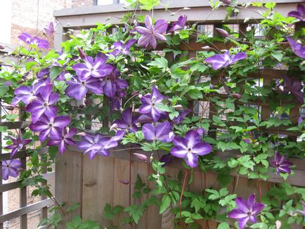 9 întrebări frecvente despre Clematis, Flower Garden