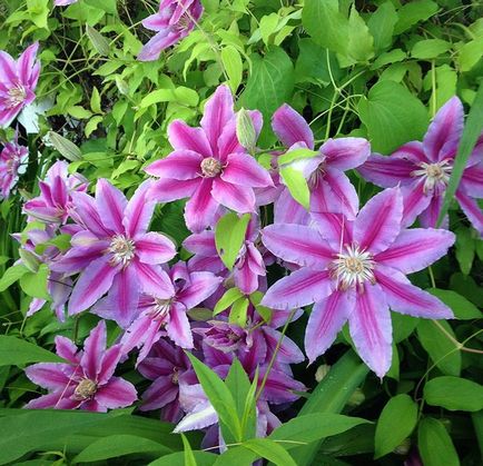 9 întrebări frecvente despre Clematis, Flower Garden