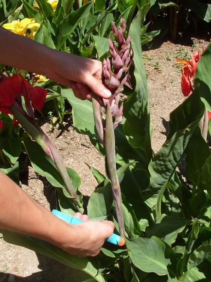 9 Secretele de creștere a grădinii canna