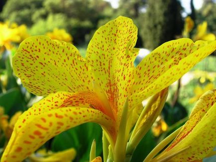 9 Titkok növekvő cannas kert