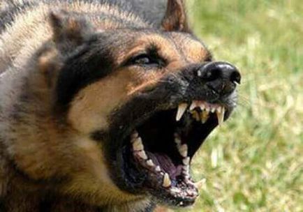 Агресивна поведінка у собак причини агресії