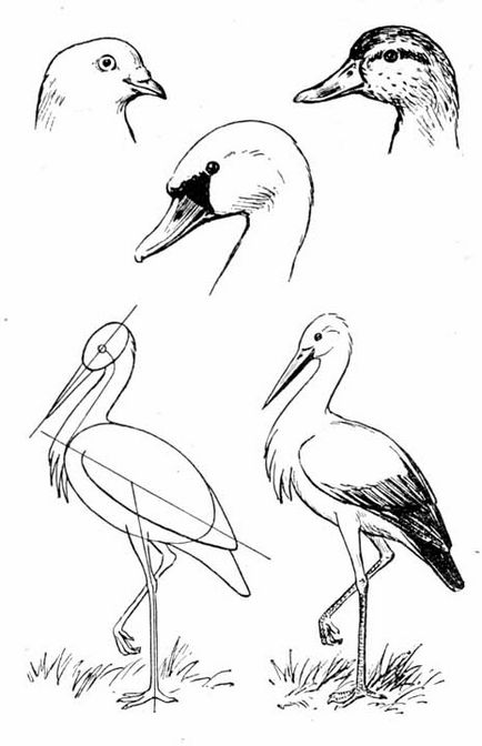 Stork fokozatos rajz - mester gyönyörű kézműves kúpok kezük (döntetlen lenyelni ceruza) Stork fokozatos rajz - mester gyönyörű kézműves kúpok kezük