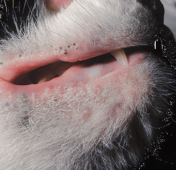 Pisici acnee, veterinar