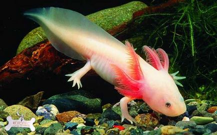 Conținutul axolotl din acvariu și îngrijirea corespunzătoare