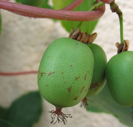 Actinidia argument - plantare și de îngrijire, revizuirea soiurilor de Issy, ananas, zheneva, veyki, kens rosu, purpuriu