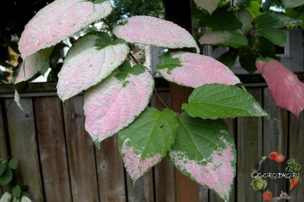 Actinidia colomicta - plantarea și îngrijirea, reproducerea, sprijinul, boala fotografie (actinidia) Actinidia colomicta - plantare și îngrijire, reproducere, sprijin, boală Foto