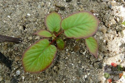 Actinidia colomicta - plantare și îngrijire, reproducere, sprijin, boală Foto
