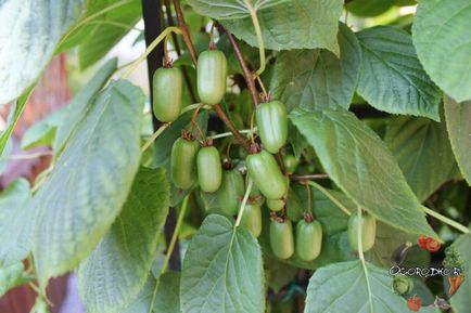 Actinidia colomicta - plantare și îngrijire, reproducere, sprijin, boală Foto