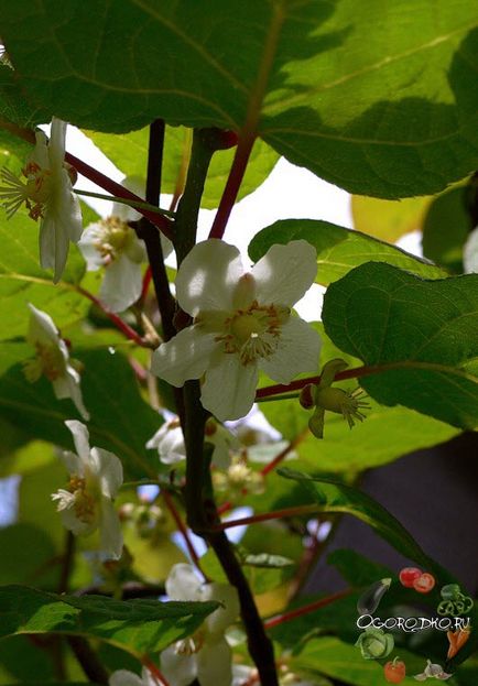 Actinidia kolomikta - ültetés és gondozás, reprodukció, támogatás, betegség, fotók