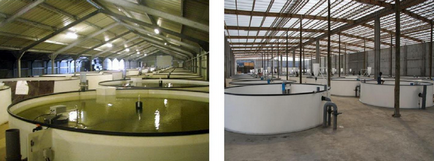 Producția de piscicultură acvacultură ca întreprindere - ugra-agro, echipament pentru creșterea păsărilor și