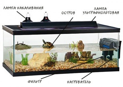 Aquatorarium - totul despre țestoase și țestoase