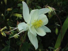 Aquilegia, sau plante flori de gradina