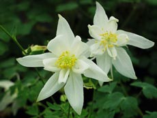 Aquilegia, sau plante flori de gradina