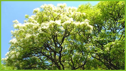 Allergia hamu (allergia) Allergia hamu