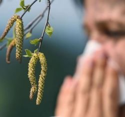 Alergia la cenușă - simptome și tratamentul reacției