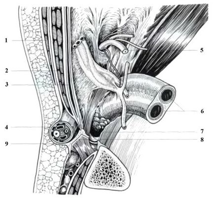 Allsurgery - anatomia chirurgicală a herniei femurale și premisele anatomice și fiziologice pentru