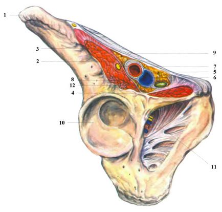 Allsurgery - anatomia chirurgicală a herniei femurale și premisele anatomice și fiziologice pentru