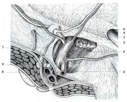 Allsurgery - anatomia chirurgicală a herniei femurale și premisele anatomice și fiziologice pentru