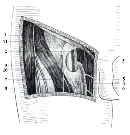 Allsurgery - anatomia chirurgicală a herniei femurale și premisele anatomice și fiziologice pentru