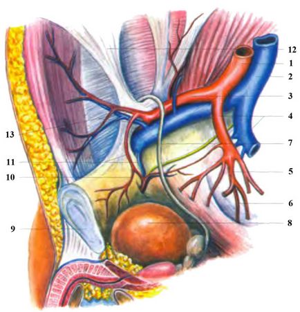 Allsurgery - хірургічна анатомія стегнових гриж і анатомо-фізіологічні передумови їх
