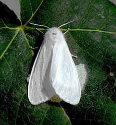 American White Butterfly, Măsuri de combatere, Prevenire