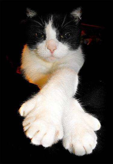 Pisica americană multi-degete fotografie, pisica multi-degete, istoria rasei de pisici, aspectul personajului
