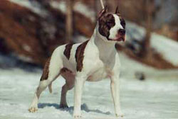 American Staffordshire Terrier - rasa de animale domestice