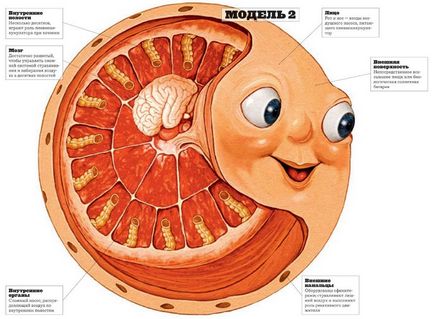 Anatomia Kolobokului