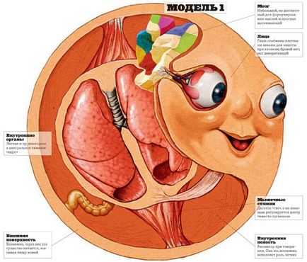 Anatomia Kolobokului