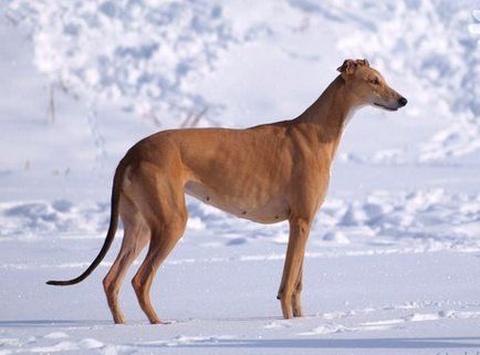 Oglinzi englezești, rase de câini, animale și rase