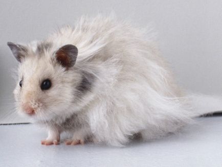 Angóra hörcsög - bolyhos bozontos képviselője a szíriai fajta (leírás, karbantartása és tisztítása (bolyhos) Angóra hörcsög - bolyhos bozontos képviselője a szíriai fajta (leírás, karbantartása és tisztítása