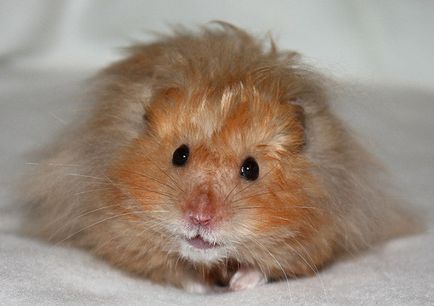 Angóra hörcsög - bolyhos bozontos képviselője a szíriai fajta (leírás, karbantartása és tisztítása (Shaggy) Angóra hörcsög - bolyhos bozontos képviselője a szíriai fajta (leírás, karbantartása és tisztítása