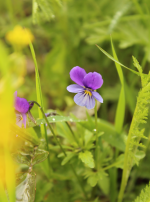 Pansies într-o oală, flori ale unui vis