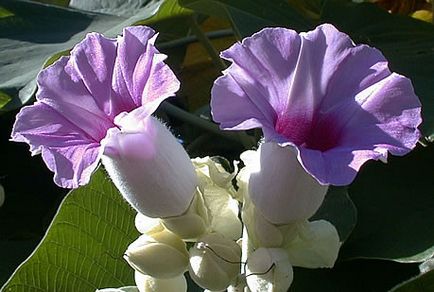 Argyreia nervosa або гавайська троянда (насіння)