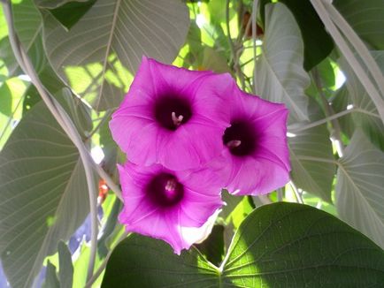 Argyreia nervosa sau trandafir hawaian (semințe)