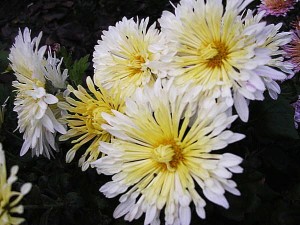 Aster perene, plantare anuală și îngrijire, reproducere, transplant, tăiere, specie, soiuri, fotografie