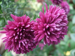 Aster perene, plantare anuală și îngrijire, reproducere, transplant, tăiere, specie, soiuri, fotografie